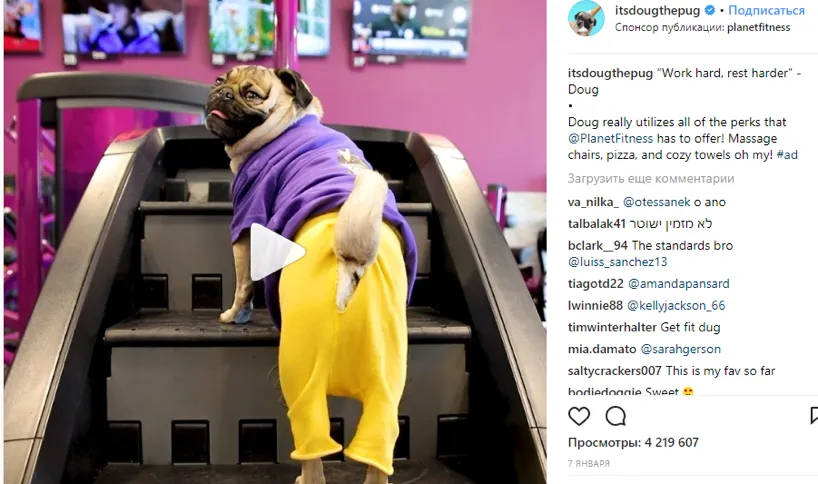 Sponsored Instagram post by @itsdougthepug on a treadmill for Planet Fitness, with 4.2 million views